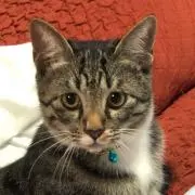 ヒデ