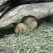 まこの画像