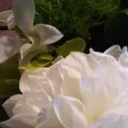 ゆりかもめざくらの画像