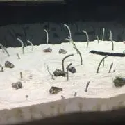 ぽくりん