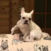もも