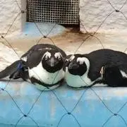 ゆもの画像
