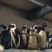 ぶらっくの画像