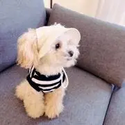 ニコの画像