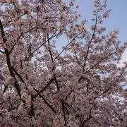 sakura