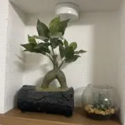 春あきの画像