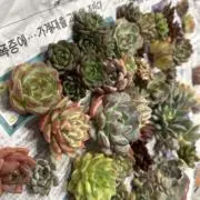 amuの画像