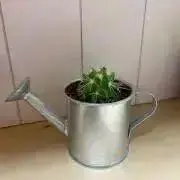 すずの画像