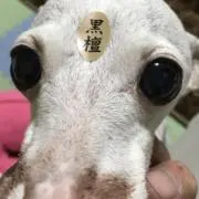 baggioの画像