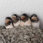 こまち