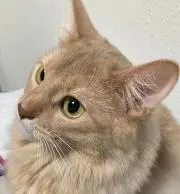 ふー