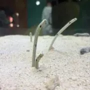 ゆぴなの画像