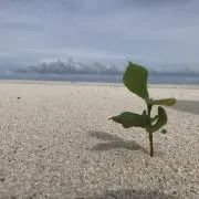 aの画像
