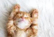 mu.の画像