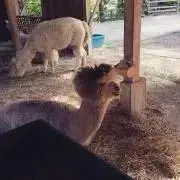 kok mama