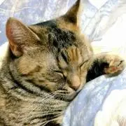 にぃ 猫の為出品中✩即購入◎プロフ必読✮の画像