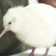 ぴゃんの画像