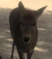 notkatsuの画像