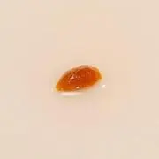 赤点の画像