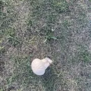 saの画像