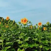 ゆめ(一部商品のみ販売中！プロフ必読)の画像