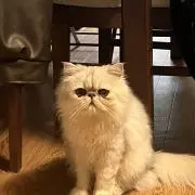 しんしんの画像