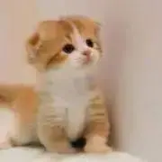 aaa.