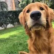 はなの画像