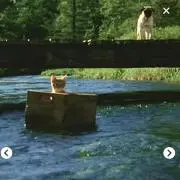 ねこちゃんの画像