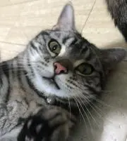 リンリンの画像