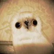 フクロウの画像