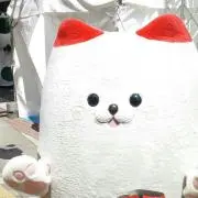 カッコウの画像