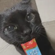 Kaniの画像
