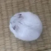 雪丸