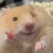 ハ シ