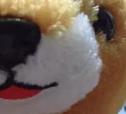 たまの画像