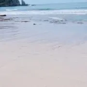 こまきちゃんの画像