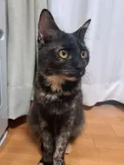 momiの画像