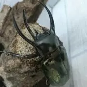 スクラッシュドライバーの画像