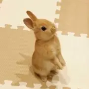 MAIの画像