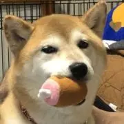 せなっちの画像