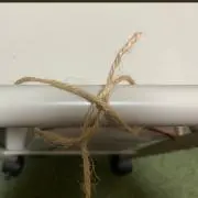 つっちーの画像