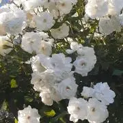 りんごの画像