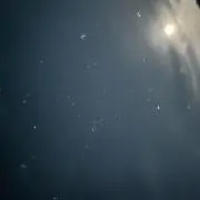 いかの画像