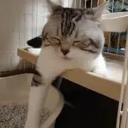 haruの画像