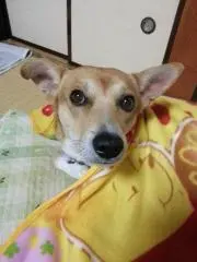 かおりんの画像