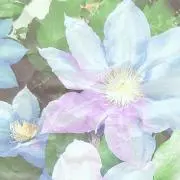 美穂