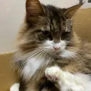na