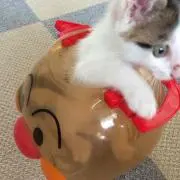 チョコレートの画像