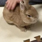 よつば